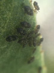 Corythucha sagillata