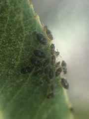 Corythucha sagillata