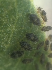 Corythucha sagillata