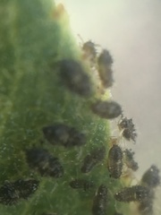 Corythucha sagillata