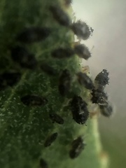 Corythucha sagillata