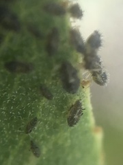 Corythucha sagillata