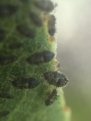 Corythucha sagillata