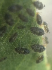 Corythucha sagillata