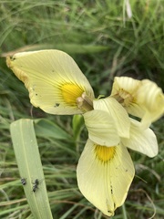 Moraea spathulata