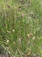 Eleocharis dregeana