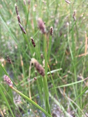 Eleocharis dregeana
