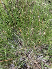 Eleocharis dregeana
