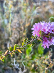 Verticordia pennigera
