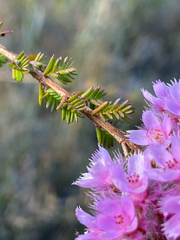 Verticordia pennigera