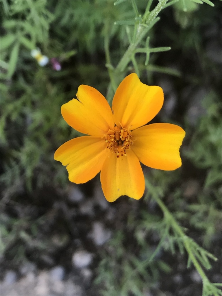 Tagetes tenuifolia — a medium houseplant, prefers full sun light