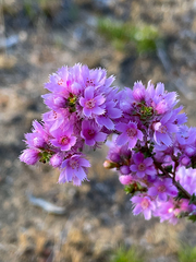 Verticordia pennigera