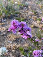 Verticordia pennigera