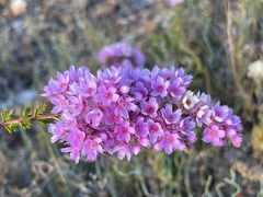 Verticordia pennigera