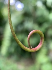 Nepenthes mirabilis
