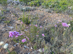 Verticordia pennigera