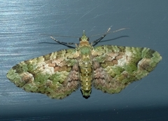 Pasiphila semochlora