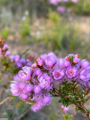 Verticordia pennigera
