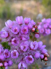Verticordia pennigera