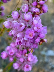 Verticordia pennigera