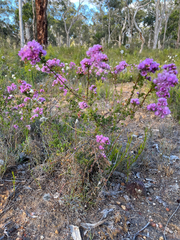 Verticordia pennigera