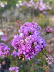 Verticordia pennigera