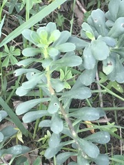 Sedum oxypetalum