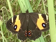 Tisiphone abeona albifascia