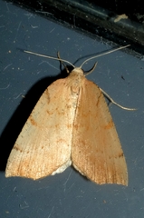 Sestra humeraria