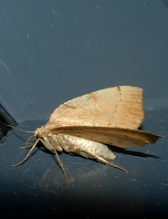Sestra humeraria