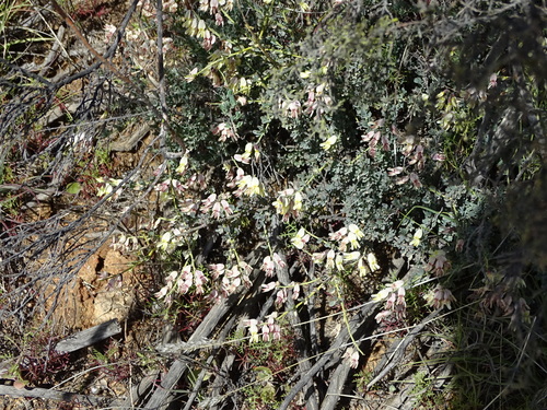 Image of Wiborgia sericea by no rights reserved