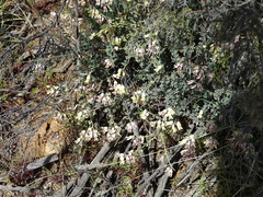 Wiborgia sericea