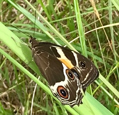 Tisiphone abeona albifascia