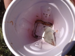 Notiosorex crawfordi