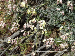Wiborgia sericea