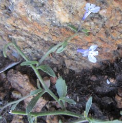 Lobelia pubescens