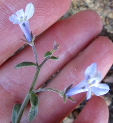 Lobelia pubescens