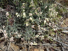 Wiborgia sericea