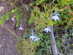 Lobelia pubescens