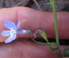 Lobelia pubescens