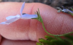 Lobelia pubescens