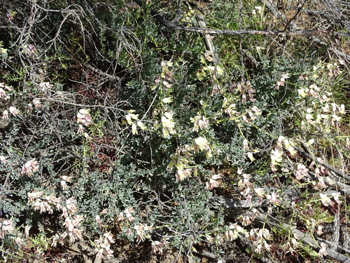 Image of Wiborgia sericea by no rights reserved