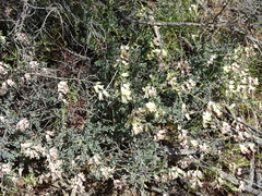 Wiborgia sericea