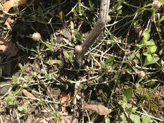 Antennaria solitaria