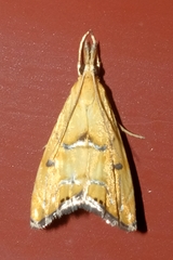 Glaucocharis auriscriptella