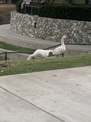 Anser cygnoides domesticus