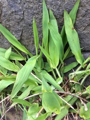 Dichanthelium latifolium