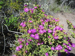Drosanthemum parvifolium