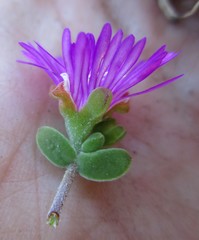 Drosanthemum parvifolium