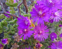 Drosanthemum parvifolium